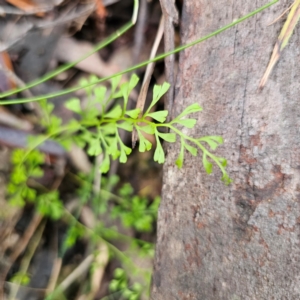 Lindsaea microphylla at Monga National Park - 24 Jan 2024 07:10 PM