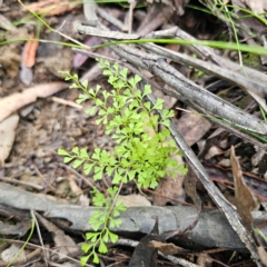 Lindsaea microphylla at Monga National Park - 24 Jan 2024 07:10 PM