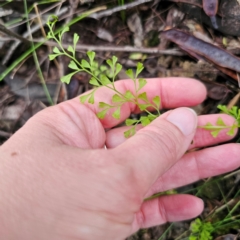 Lindsaea microphylla at Monga National Park - 24 Jan 2024 07:10 PM