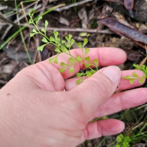 Lindsaea microphylla at Monga National Park - 24 Jan 2024 07:10 PM