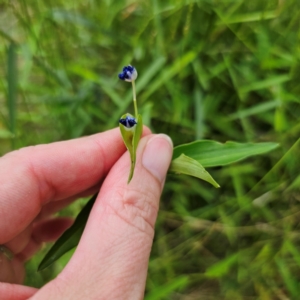 Commelina cyanea at Currowan State Forest - 24 Jan 2024