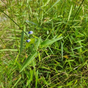 Commelina cyanea at Currowan State Forest - 24 Jan 2024