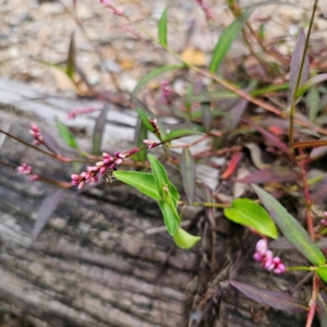 Persicaria decipiens at Currowan State Forest - 24 Jan 2024 06:25 PM