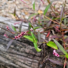 Persicaria decipiens (Slender Knotweed) at Currowan, NSW - 24 Jan 2024 by Csteele4