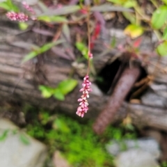 Persicaria decipiens at Currowan State Forest - 24 Jan 2024 06:25 PM