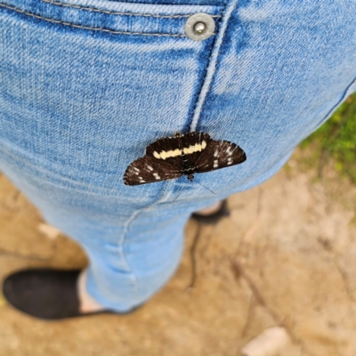 Cruria sp. (genus) (Crow) at Pebbly Beach, NSW - 24 Jan 2024 by Csteele4