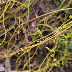 Cassytha pubescens at Murramarang National Park - 24 Jan 2024