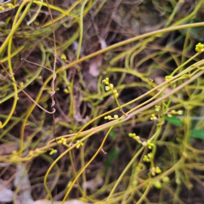 Cassytha pubescens (Devil's Twine) at Pebbly Beach, NSW - 24 Jan 2024 by Csteele4