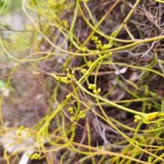 Cassytha pubescens at Murramarang National Park - 24 Jan 2024 03:16 PM