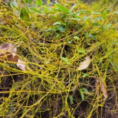 Cassytha pubescens at Murramarang National Park - 24 Jan 2024 03:16 PM