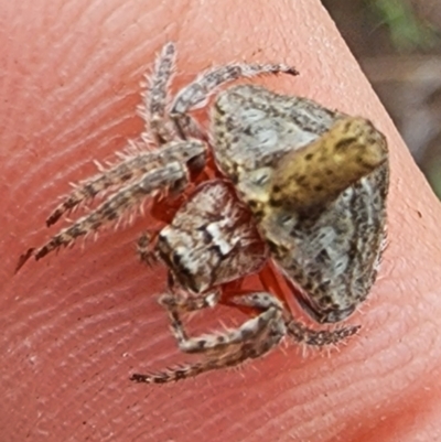 Dolophones turrigera (Turret spider) at Hall, ACT - 15 Jan 2024 by Jmetcalfe001