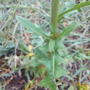 Cichorium intybus at Albury - 25 Jan 2024 10:29 AM