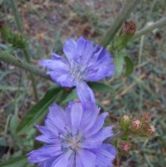 Cichorium intybus at Albury - 25 Jan 2024 10:29 AM