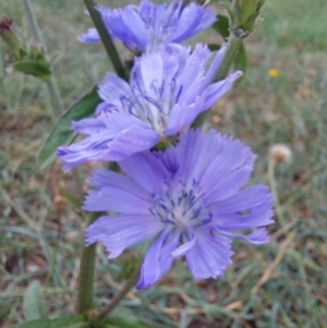 Cichorium intybus at Albury - 25 Jan 2024 10:29 AM