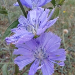 Cichorium intybus at Albury - 25 Jan 2024 10:29 AM