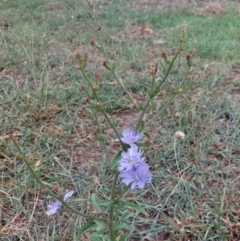 Cichorium intybus at Albury - 25 Jan 2024 10:29 AM