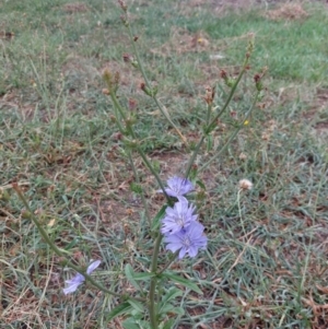 Cichorium intybus at Albury - 25 Jan 2024 10:29 AM