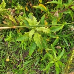 Unidentified Other Wildflower or Herb at Whitlam, ACT - 24 Jan 2024 by Jiggy