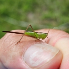 Conocephalus semivittatus (Meadow katydid) at Taylor, ACT - 11 Jan 2024 by Jiggy