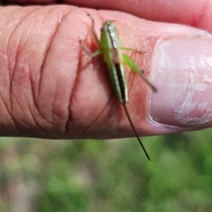 Conocephalus semivittatus at Taylor, ACT - 11 Jan 2024