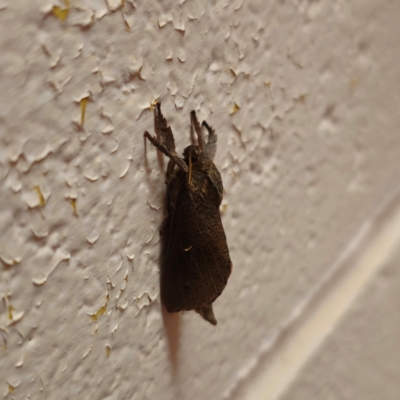 Elhamma australasiae (A Swift or Ghost moth (Hepialidae)) at QPRC LGA - 25 Jan 2024 by Csteele4