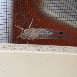 Galanga labeculata at Surf Beach, NSW - 25 Jan 2024