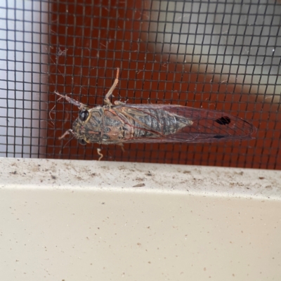 Galanga labeculata (Double-spotted cicada) at Surf Beach, NSW - 25 Jan 2024 by Hejor1