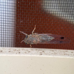 Galanga labeculata at Surf Beach, NSW - 25 Jan 2024