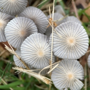 Parasola plicatilis at Surf Beach, NSW - 25 Jan 2024