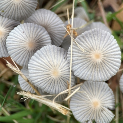 Parasola plicatilis (An Ink Cap) at Surf Beach, NSW - 25 Jan 2024 by Hejor1