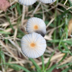 Parasola plicatilis at Surf Beach, NSW - 25 Jan 2024