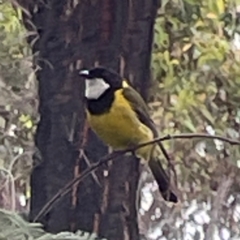 Pachycephala pectoralis (Golden Whistler) at Surf Beach, NSW - 24 Jan 2024 by Hejor1