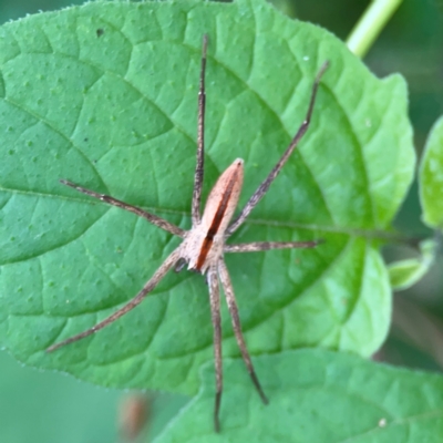 Unidentified Other hunting spider at Surf Beach, NSW - 24 Jan 2024 by Hejor1