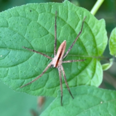 Thasyraea ornata at Surf Beach, NSW - 25 Jan 2024 08:26 AM