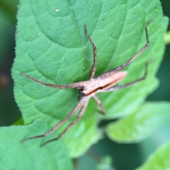 Thasyraea ornata at Surf Beach, NSW - 25 Jan 2024 08:26 AM