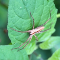 Thasyraea ornata at Surf Beach, NSW - 25 Jan 2024 08:26 AM