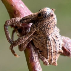 Unidentified Weevil (Curculionoidea) at Surf Beach, NSW - 24 Jan 2024 by Hejor1