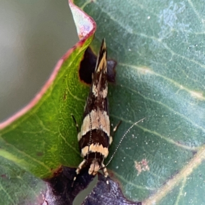 Macrobathra desmotoma ( A Cosmet moth) at Surf Beach, NSW - 25 Jan 2024 by Hejor1