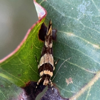 Macrobathra desmotoma ( A Cosmet moth) at Surf Beach, NSW - 24 Jan 2024 by Hejor1