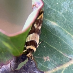 Macrobathra desmotoma at Surf Beach, NSW - 25 Jan 2024