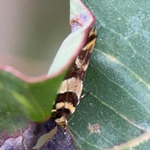 Macrobathra desmotoma at Surf Beach, NSW - 25 Jan 2024