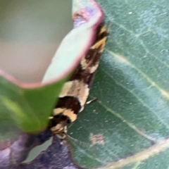 Macrobathra desmotoma at Surf Beach, NSW - 25 Jan 2024 08:30 AM
