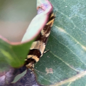 Macrobathra desmotoma at Surf Beach, NSW - 25 Jan 2024 08:30 AM