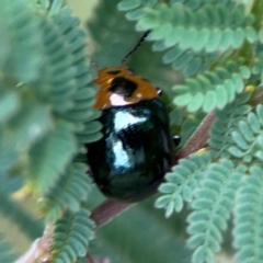 Aporocera (Aporocera) consors at Surf Beach, NSW - 25 Jan 2024