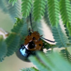 Aporocera (Aporocera) consors at Surf Beach, NSW - 25 Jan 2024