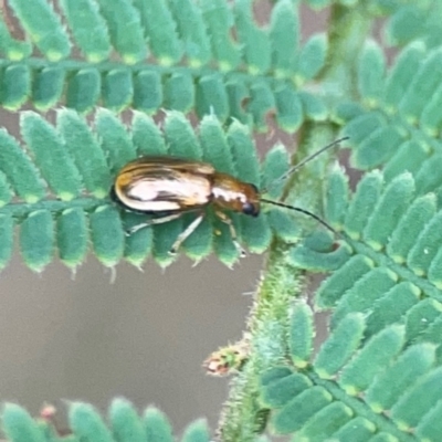 Unidentified Leaf beetle (Chrysomelidae) at Surf Beach, NSW - 24 Jan 2024 by Hejor1