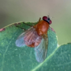 Dichaetomyia sp. (genus) at Surf Beach, NSW - 25 Jan 2024 by Hejor1