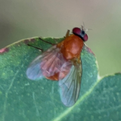 Dichaetomyia sp. (genus) at Surf Beach, NSW - 25 Jan 2024 by Hejor1