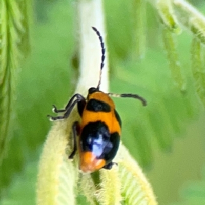 Chrysomelidae sp. (family) (Unidentified Leaf Beetle) at Surf Beach, NSW - 25 Jan 2024 by Hejor1