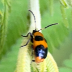 Chrysomelidae sp. (family) at Surf Beach, NSW - 25 Jan 2024 08:33 AM